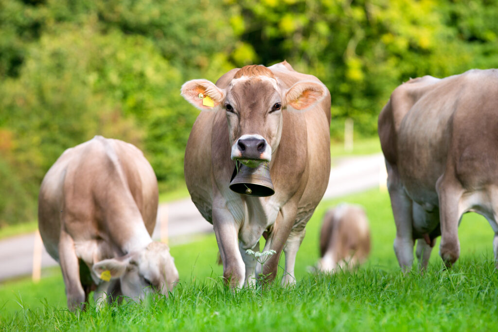 Following the Clang: Tracing the Origins of the Cow Bell Tradition