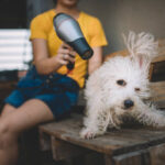 The Ultimate Guide to Pet Grooming Tools for a Healthy, Happy Dog or Cat