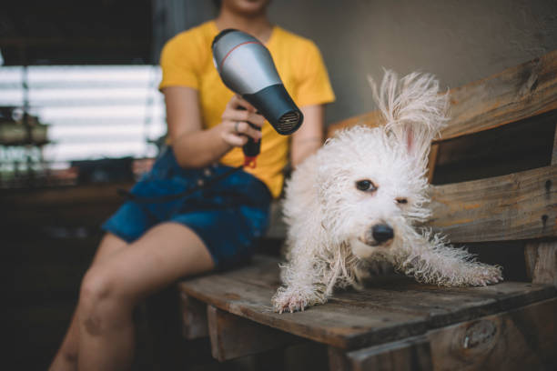 The Ultimate Guide to Pet Grooming Tools for a Healthy, Happy Dog or Cat